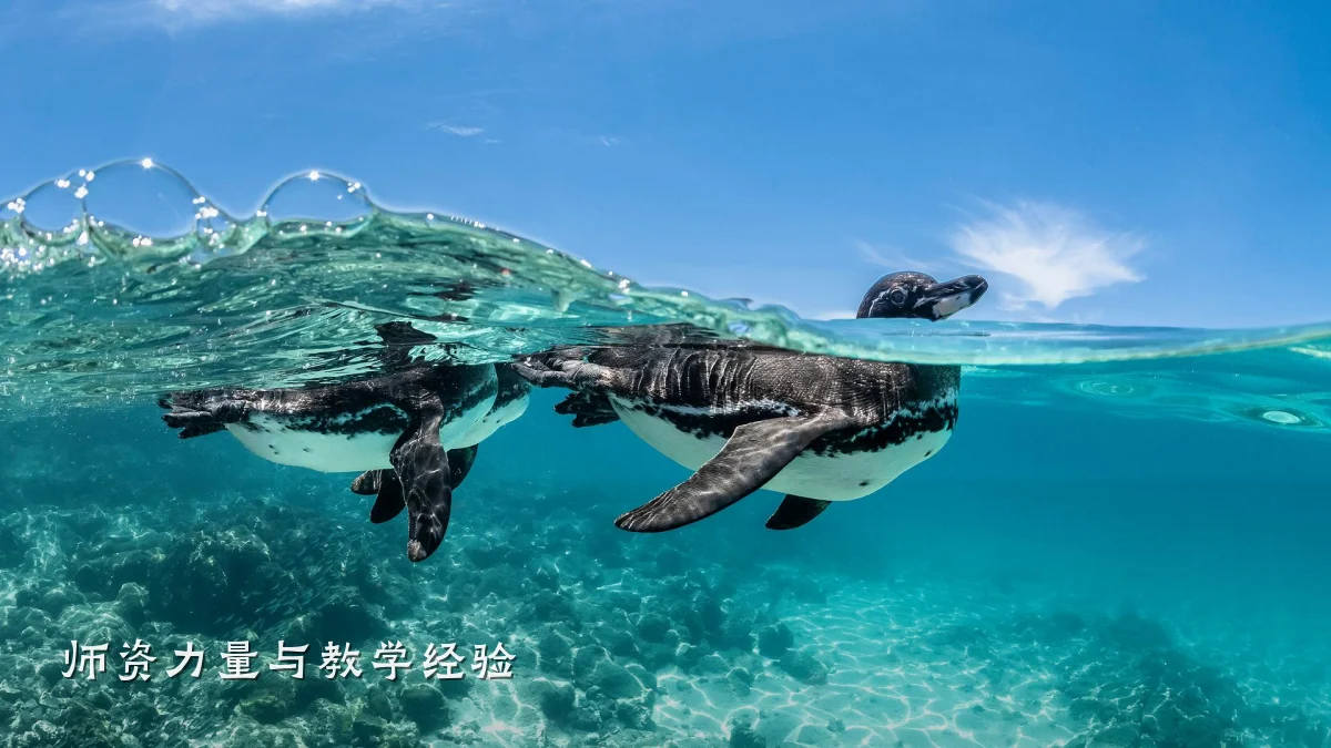 师资力量与教学经验
