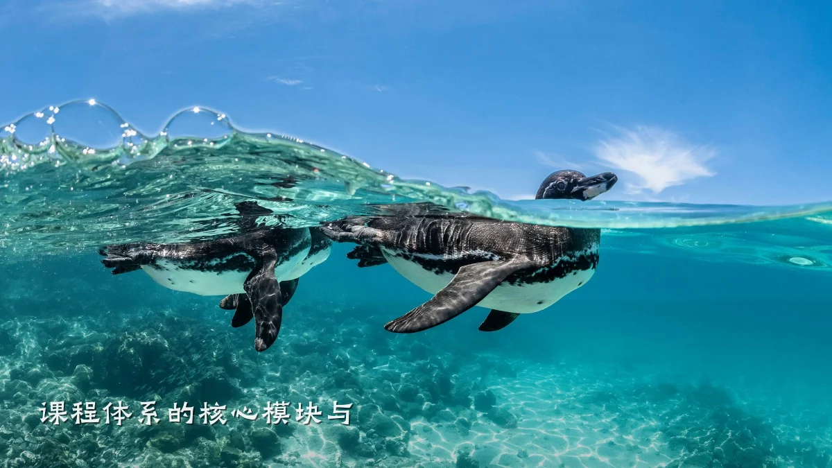 课程体系的核心模块与